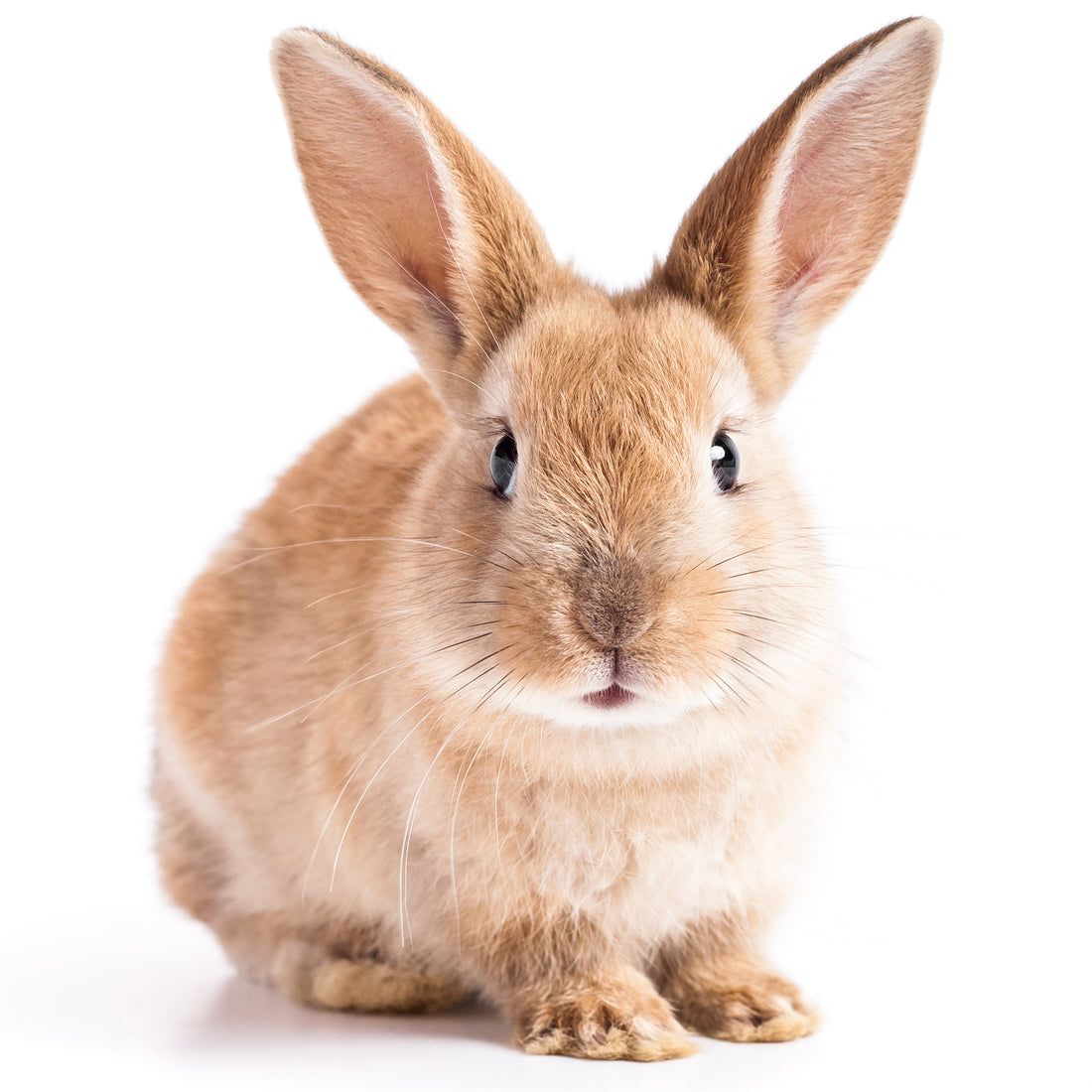 bunny chewing cords