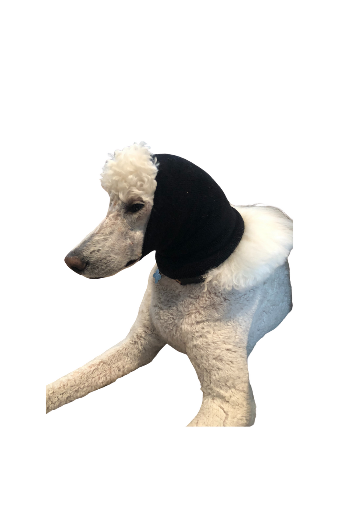 PET HOODZ- HOODIE FOR CALMING DOGS