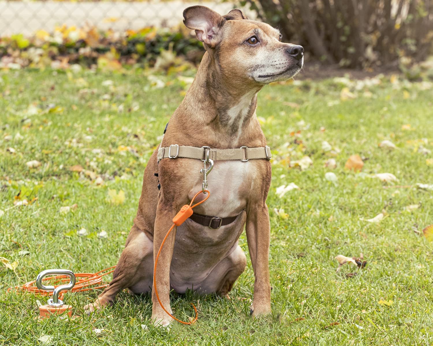 Intelli-Stayk™ Dog Tie-Out