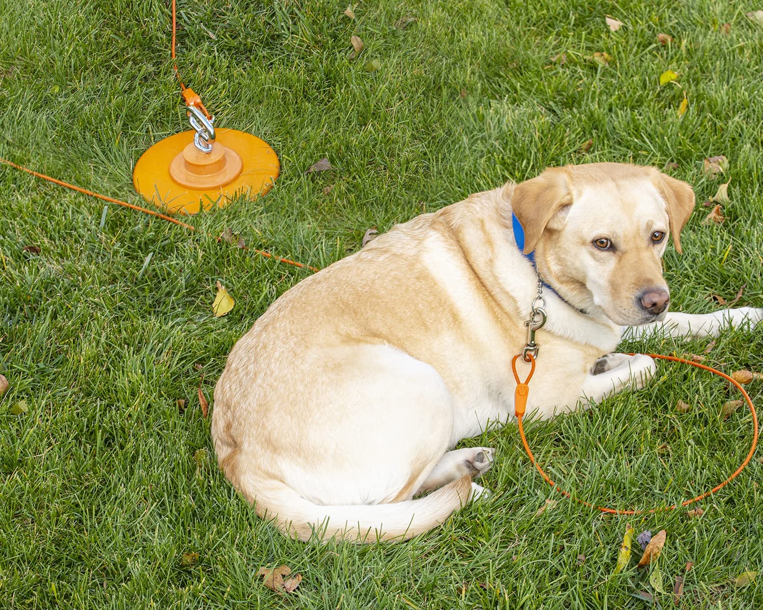 Products Intelli-Stayk™ with Beast Dog Surface-Lock™