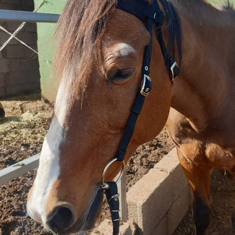 Adjustable Horse Riding Equipment Halter Horse Bridle with Bit and Rein Belt for Horse Equestrian Accessories Soft Thicken Large