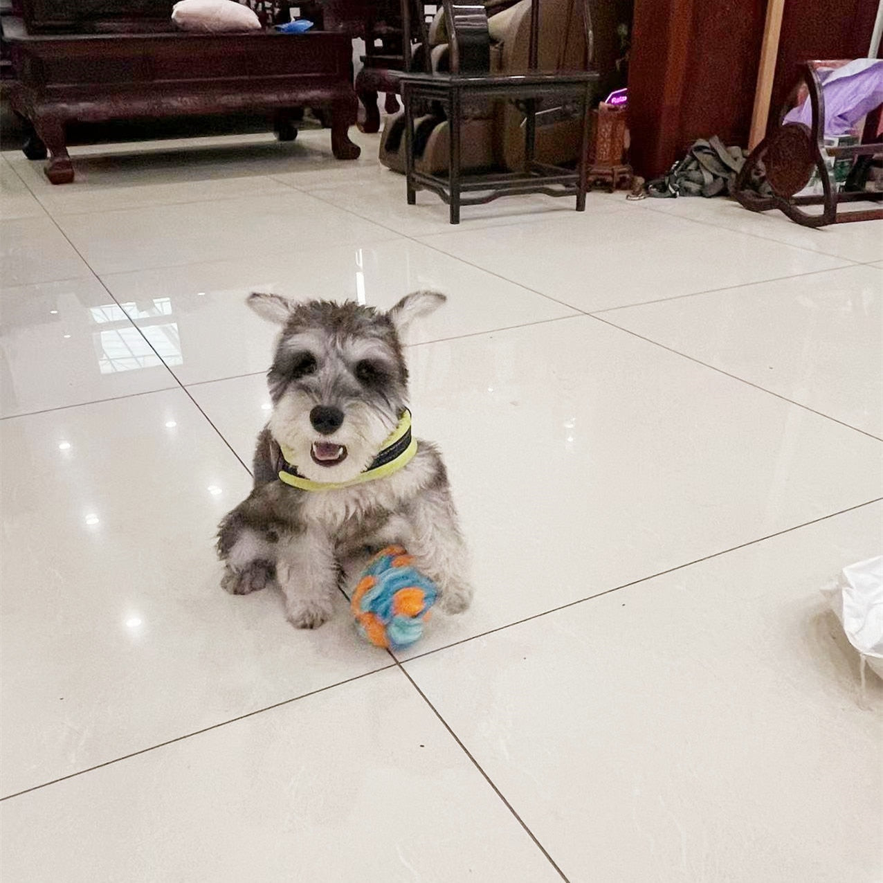Snuffle ball Dog Puzzle Toys Increase IQ Slow Dispensing Feeder Pet Cat Training Games Feeding Feeding Food Intelligence Toy