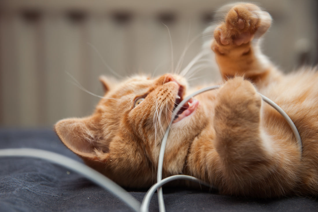 cats chewing cords